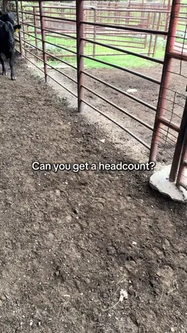 #getaheadcount #farmtok #cow #counting #counting 