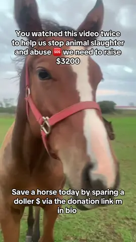 Every kind comment would mean a world to me #horses #shelter #sanctuary #animalsoftiktok #horsefarm       