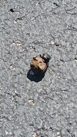 yikes!. #bugs 
