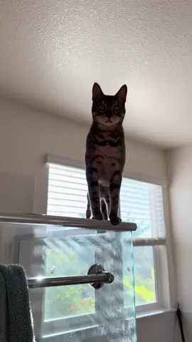 Бенгал в доме  #dickeykot #catsoftiktok #cats #бенгал #бенгальскийкот 