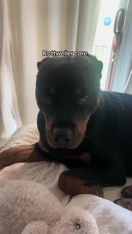 THE most dramatic dogs #rottweiler #rottweilerlife #rottweilerlove #rottweilerpuppy #rottweilersoftiktok #dogsofnyc #puppytiktok 