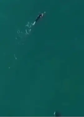 -La única cuenta que te enseña lo que el mar no quiere que veas #viralvideos #terrorifico #tiburon #viral #paratiiiiiiiiiiiiiiiiiiiiiiiiiiiiiii 