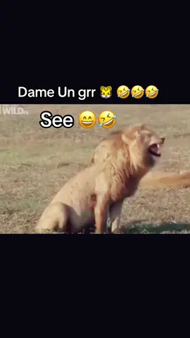 #dame #un #grr #live #humor #paratii #viraltiktok #videos 