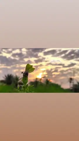شما كبر ويا جماله كبر 🥺🥀#عبارات #تصويري_احترافي_الاجواء👌🏻🕊😴 #حله #تصويري📷 #CapCut 