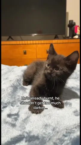 I can’t😭😭😭 #cat #catsoftiktok #blackcat #burnt 