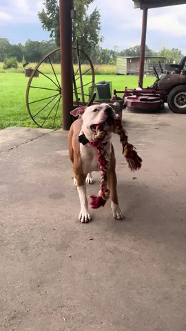 #happydog #louisiana #225 #mavrick #xlbully 