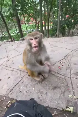 #monkey 