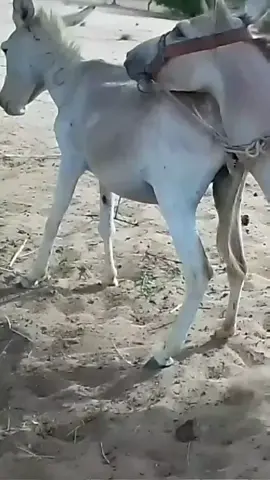 #gadha #animals #fouryoupag #pleasefollowtiktokteamviralvideo💯 