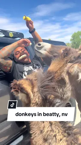 stopped to eat our rice cakes & bananas, we didnt realize that we would have company joining in on our lunch 😅  #fyp #fypシ #foryou #donkey #donkeysoftiktok #bodybuilding 