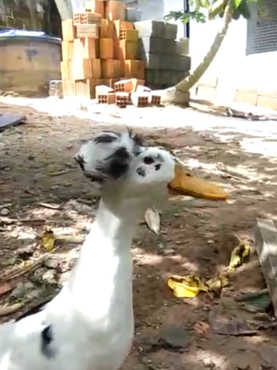 Conheçam o Baby 🦆😂 #amomeuspet #Baby #marreco #marrecopompom #pompom