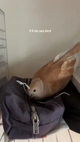 me desperately trying to get dookie to pick a reasonable spot for her nest every month because it’s in her dove dna to pick the worst places imaginable #doves #pigeon #PetsOfTikTok #nesting #nest 