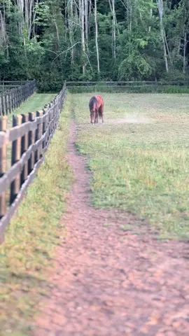 Jax is in beast mode right now #harnessracing #rothfussracing #horse 