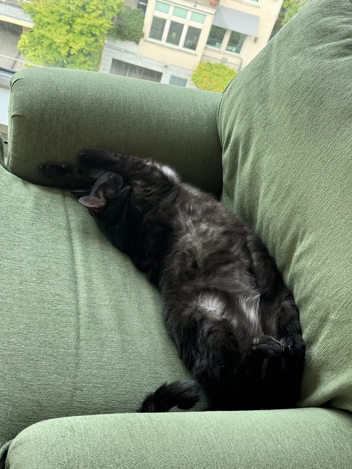#cats #cute 