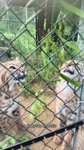 Cat Grass for Moxie & Dakotah 🌱  . . #bobcats #catgrass #cattreats #animalsanctuary #catrescue 