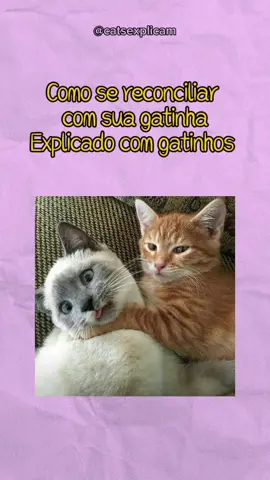 Reconciliar🐱 . . . #amor #casal #gatos 
