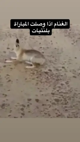 يبن الحلال فكنا#alhilal 