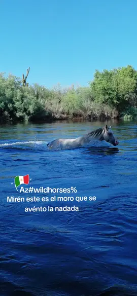 #wildmustangsforever #Arizonabroncoscountry 