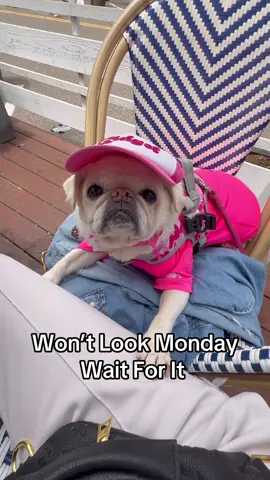 Won’t Look Monday 😜 Wait For It! 🤪💋 Happy Shmonday 🤙                 #monday #wontlookmonday #pugvibe #pugs #surfpug #surfgidgetthepug #puglife  #mondaymotivation 