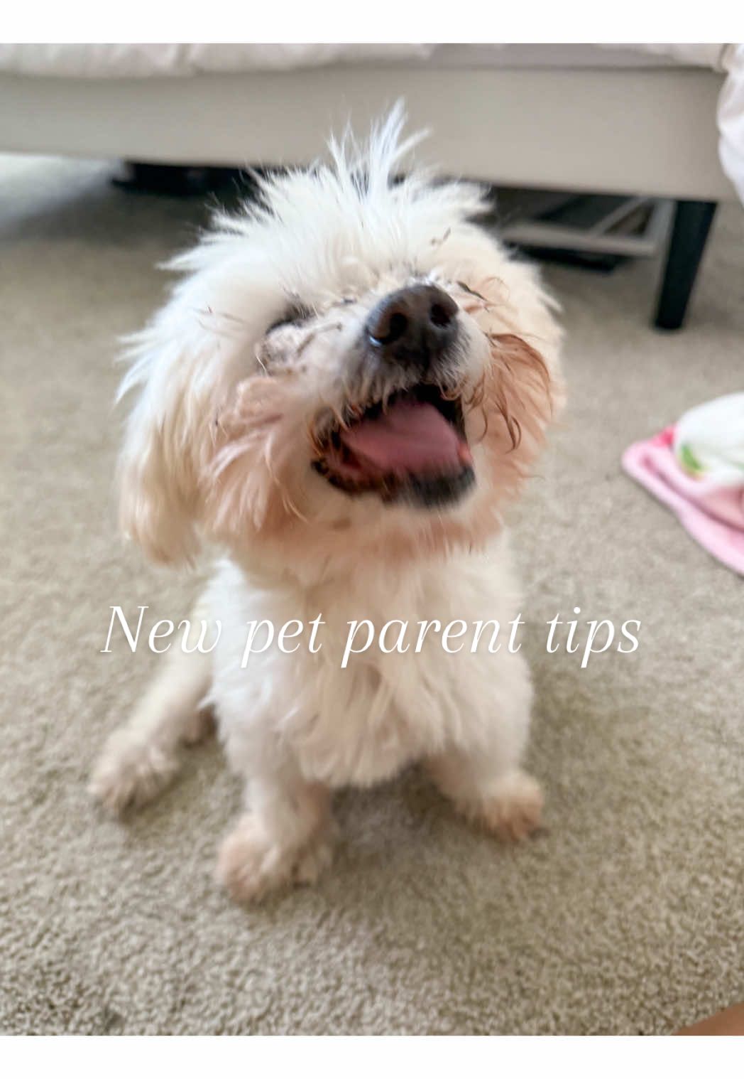 I have so many new pet parent tips lol I LOVE being a dog mom 🥰 what are you best new pet parent tips?? #dogmom #petparent 