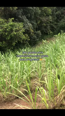 !🤠!#viral_video #agropecuario #finca #fypp