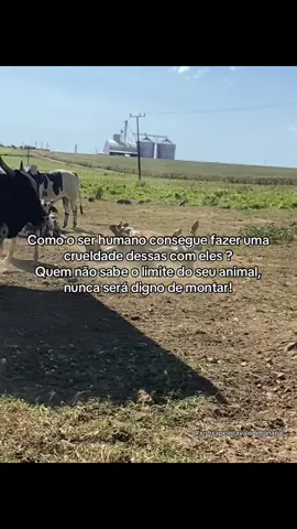 Que a justiça seja feita!!! #bananal #caso #cavalo #amor 