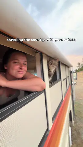 no better feeling than experiencing it all with your fur baby 🐾🤎 #cattok #adventurecat  #nomad #buslife #vanlife 