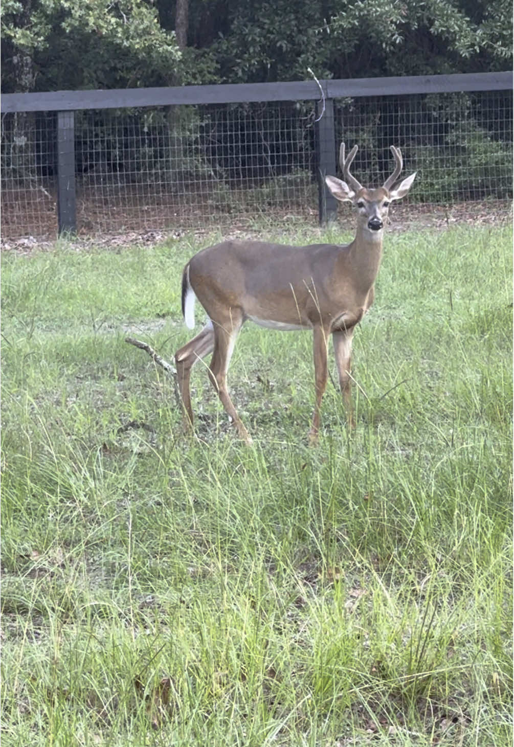 Jr and his “baby” plus one of the mommas coming for dinner. #deer #buck #fawn #farm #dinnertime 