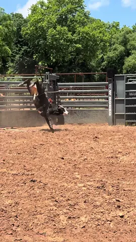 This heat is about to make me mad.  Walk outside: hot/humid, immediatly done! C’mon fall weather!🔥🥵🍁 #creekranch #oklahoma #heat #hot #Summer #fall #cowgirl #cowboy #horse #cow #cows #bull #buckingbulls #bulls #western #rancher #farmer #rodeo #animals #work #humid 
