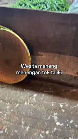 Lapo ta lapo ngunu lo