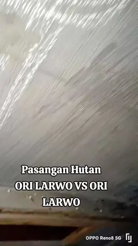 Alhmdllh netes 3 ekor  #OriLarwo #jangkauanluasfyp #sorotan #muraibatumania #fypage 