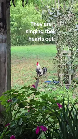 they are singing their hearts out, always seems like a competition  #roostersoftiktok #singingchallenge #chickensoftiktok 