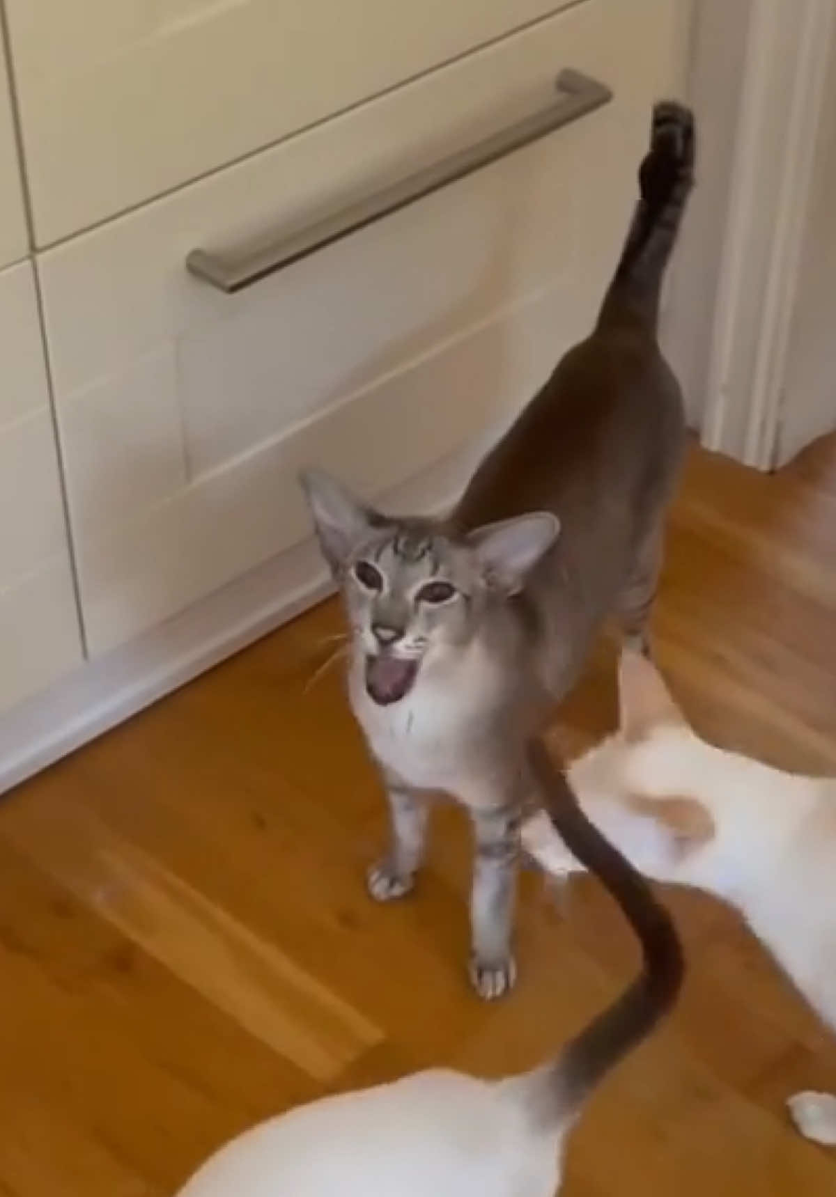 Listen to our song!🎶 😾 #cat #catsoftiktok #cats #catlover #cattok 