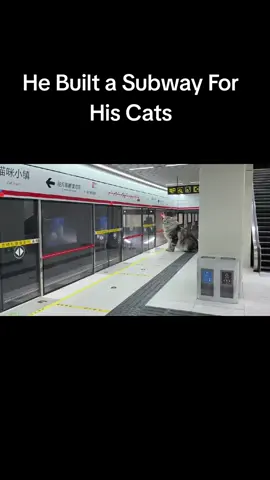 Cat subway. #cats #subway