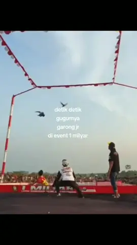 detik detik garong jr gugur di event 1 milyar mihama cup 3 kolong silirejo Pekalongan Minggu 17 Agustus 2025 #merpatikolongbebas 