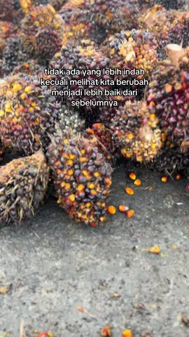 😇😇#petakgacor🔥 #sawitontiktok #pemainkelasatas #fypシ゚viral #promomakanmerdeka 