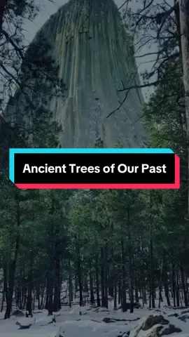 Devil's tower is one of my favorite ancient trees of our past!  #mudfossils #ancienttree #gianttrees #geology #history 