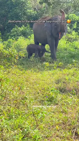 Ngomongnya harus bisik2 ama pelan2 biar gak ganggu anak bayi🥰🥰 #gajah #waykambas #lampung #gajahviral #lampungtiktok 