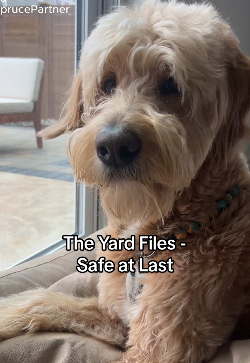 #ad Because your yard upkeep should be worry-free for paws 🐾🌱 Spruce Weed & Grass Killer Power Wand is easy to use and ready for both big and small jobs. Click the link in our bio to learn more @Spruce #SprucePartner #dogfriendly #worryfree #lawncare