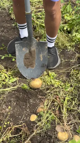 #рекомендации #washington #usa #potatoes #portland 