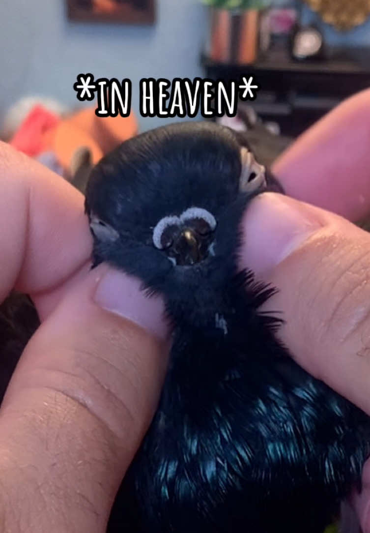 All by himself 🥲 #pigeon #pigeons #PetsOfTikTok #birdsoftiktok #birds