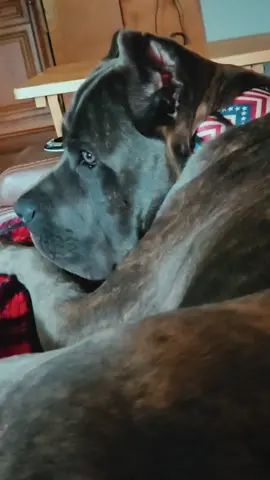 #canecorso  #loyal  #guardswithhislife 