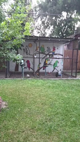 jajaja esta lola  esta celosa😁😁 #lola #parrot #amazon 