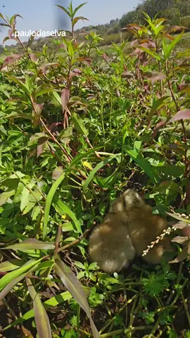 Bem escondido estava os filhotes de Anhuma #natureza #faunaeflora 