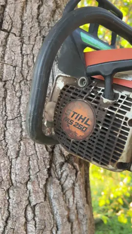 I just wanted the tree to eat the chainsaw #stihl #chainsaw #treeservice #trees #fypシ 