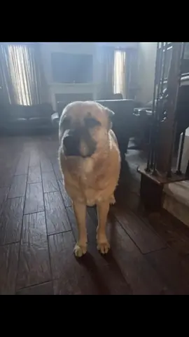 #dog #dogsoftiktok #puppy #dancer #dance 
