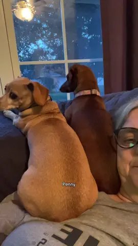 Well at least they’re comfortable 😂😂 #lifewiththewackos #dogmom #dachshund 