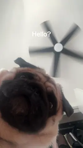 I stole my moms phone….this is my 1st TikTok  #pug #pugsoftiktok #pugpuppy #pugslife #pugs4life 