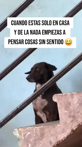 #funny #viralvideo #parati #Meme 