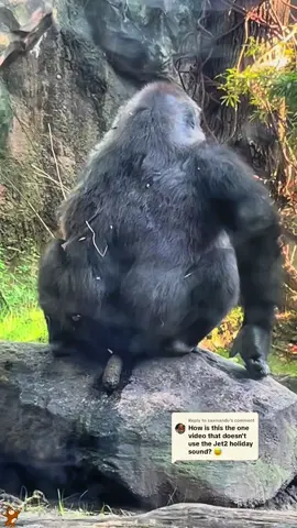 Don't be fooled by the gorilla's appearance; she's actually very cute.🥰#funny #foryou #gorilla #tiktok #funnyvideo 