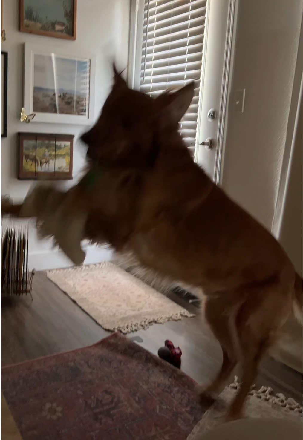 my emergency contact🐶 #goldenretrieverlifestyle #furbabylife #emergencycontact #dogmomsoftiktok #streamergames 